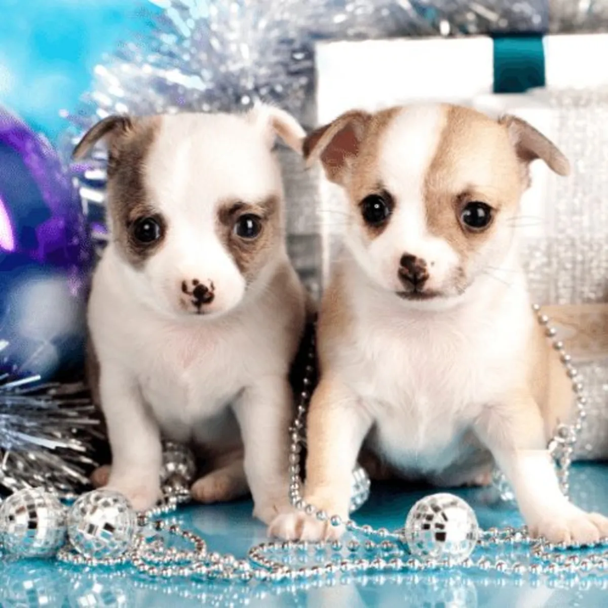 Chiots Chihuahua Gratuits Whatsapp (+34)611386992