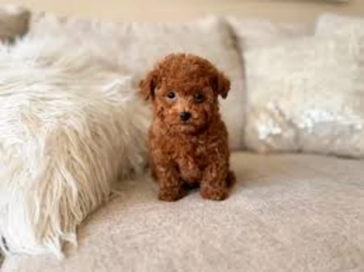 Cadeau Chiots Caniche Toy Whatsapp (+34)611386992