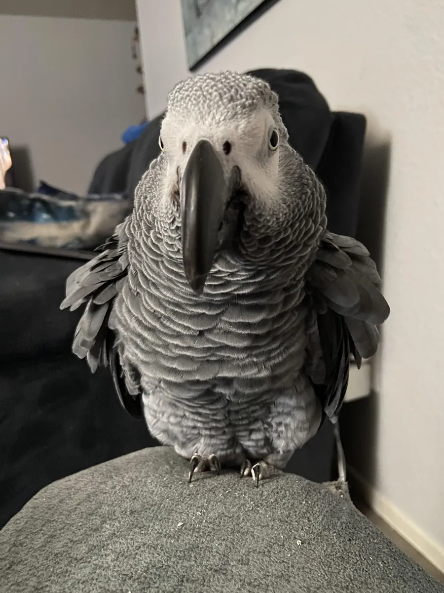 聪明的非洲灰鹦鹉正在寻找一位耐心的主人