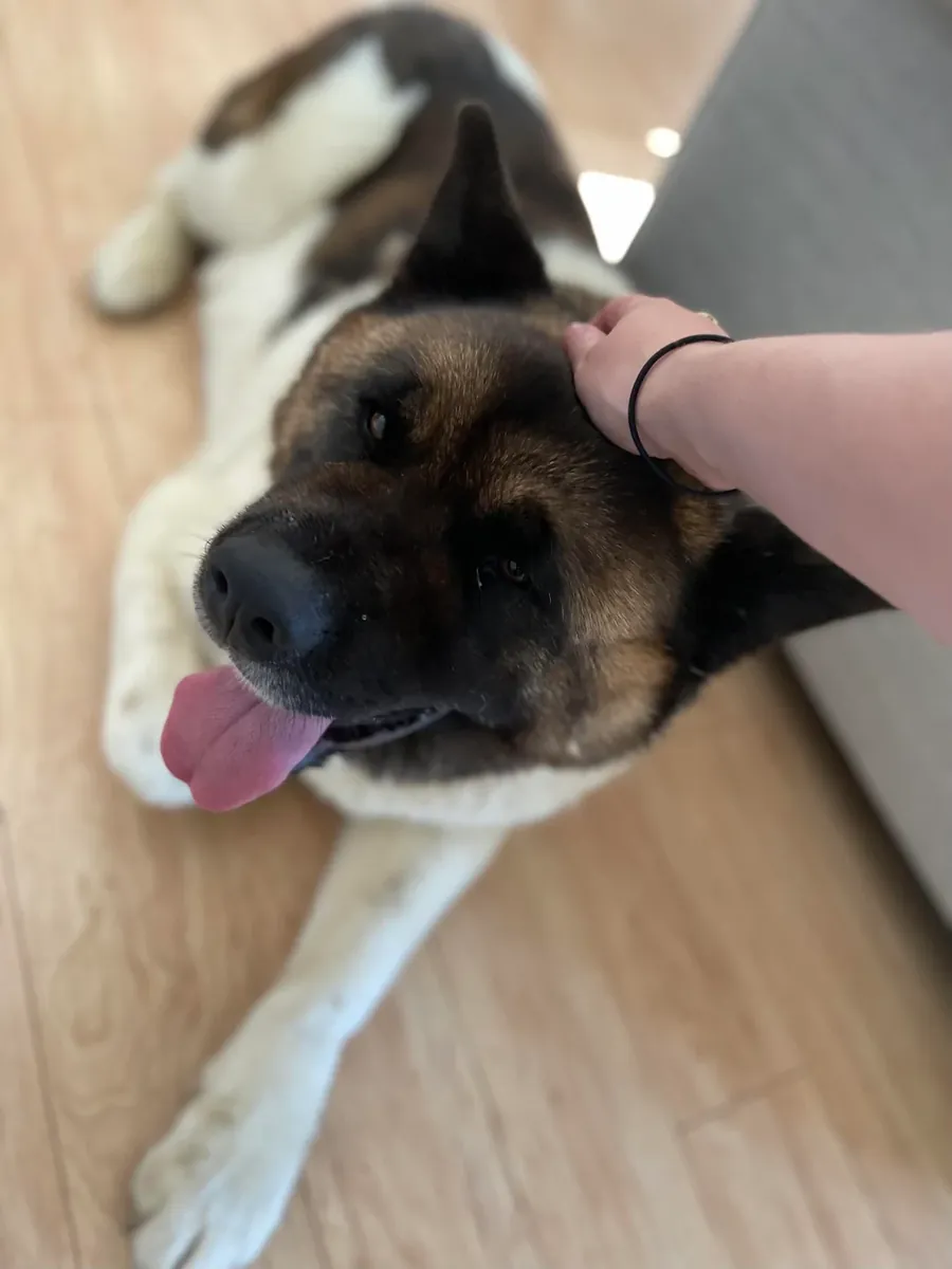 忠诚的秋田犬伴侣犬，寻找经验丰富的犬主。