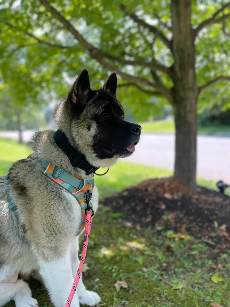 忠诚的秋田犬伴侣犬，寻找经验丰富的犬主。