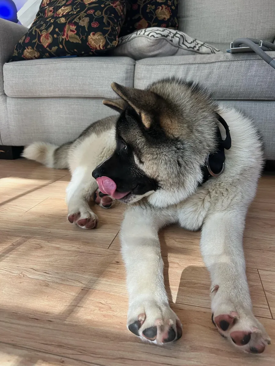 忠诚的秋田犬伴侣犬，寻找经验丰富的犬主。