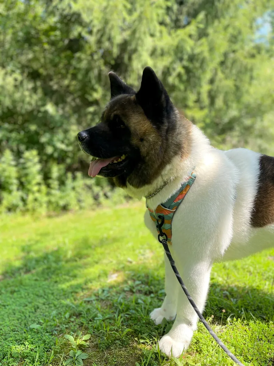 忠诚的秋田犬伴侣犬，寻找经验丰富的犬主。