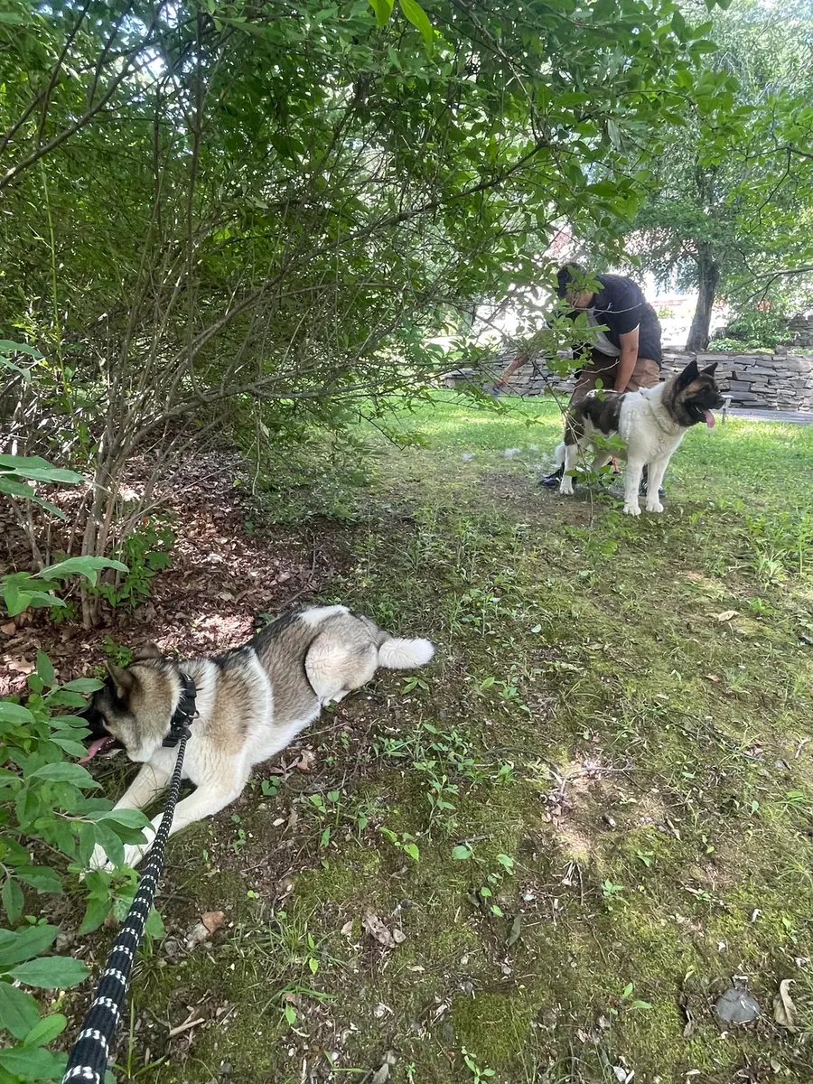 忠诚的秋田犬伴侣犬，寻找经验丰富的犬主。