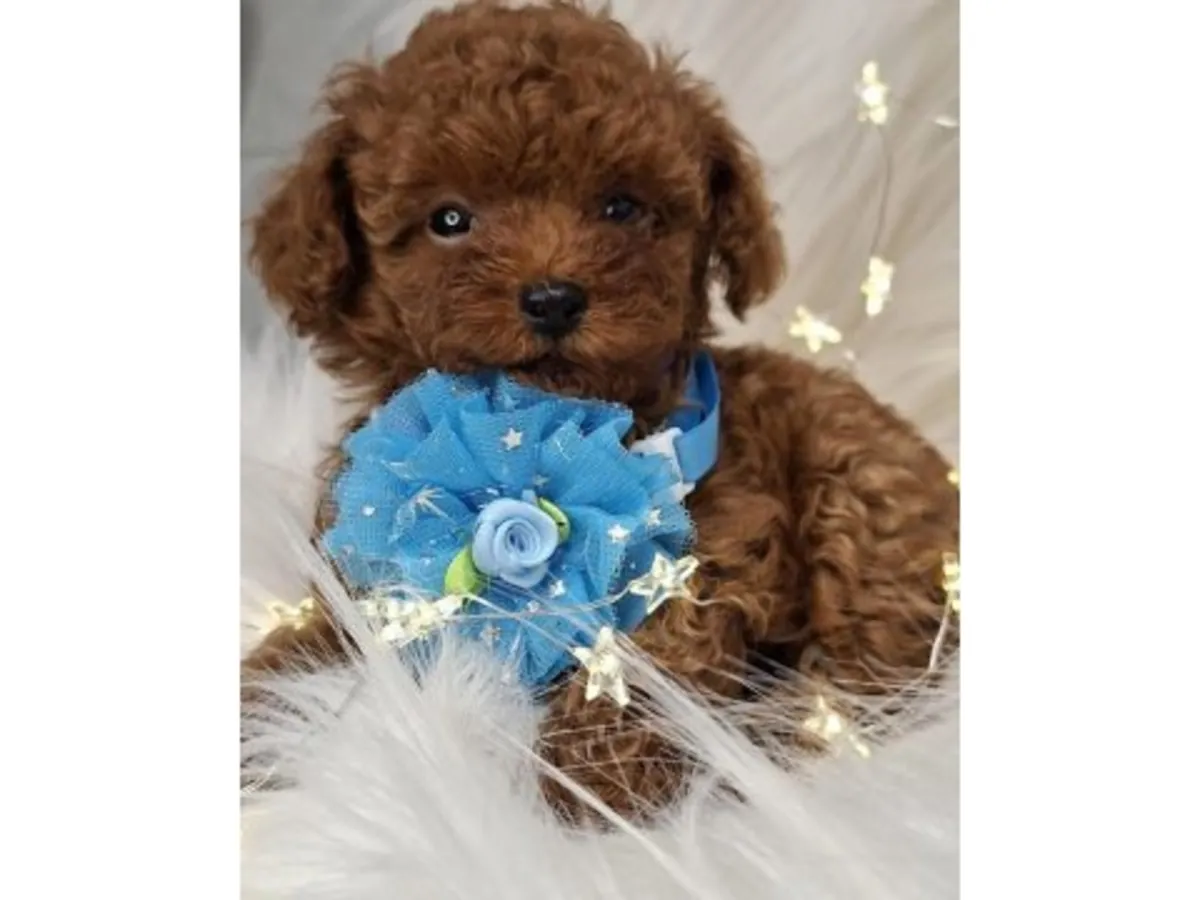 在家庭环境中长大的棕色贵宾犬