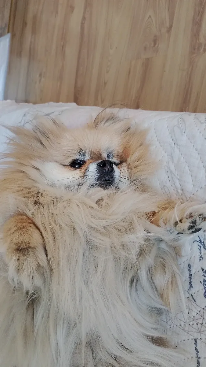 一只喜欢和人待在一起的白色博美犬