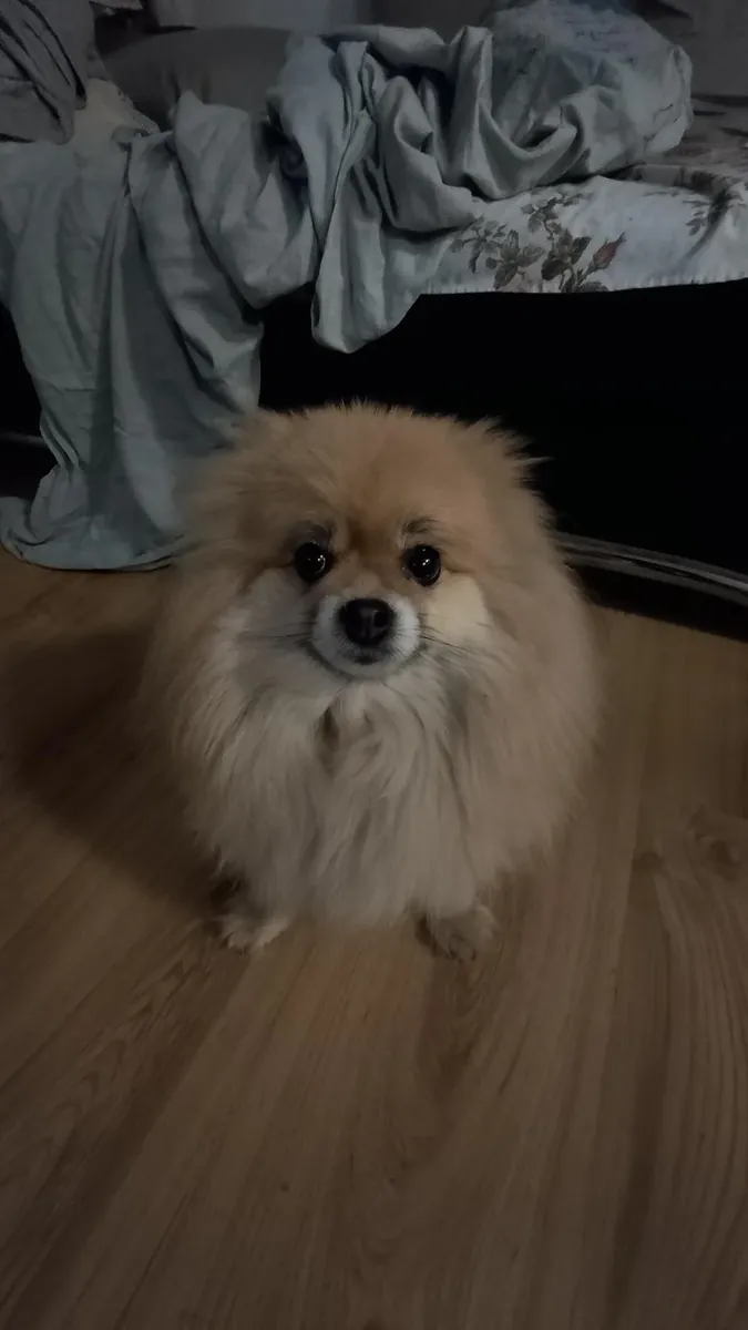 一只喜欢和人待在一起的白色博美犬