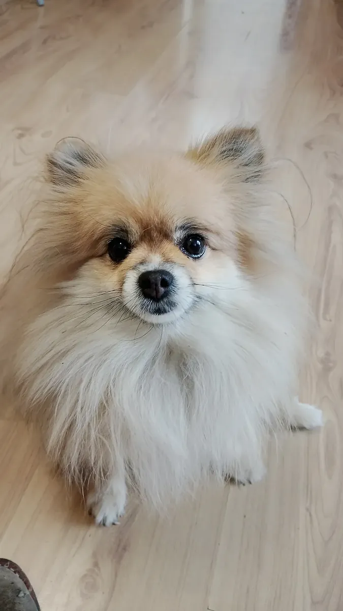 一只喜欢和人待在一起的白色博美犬