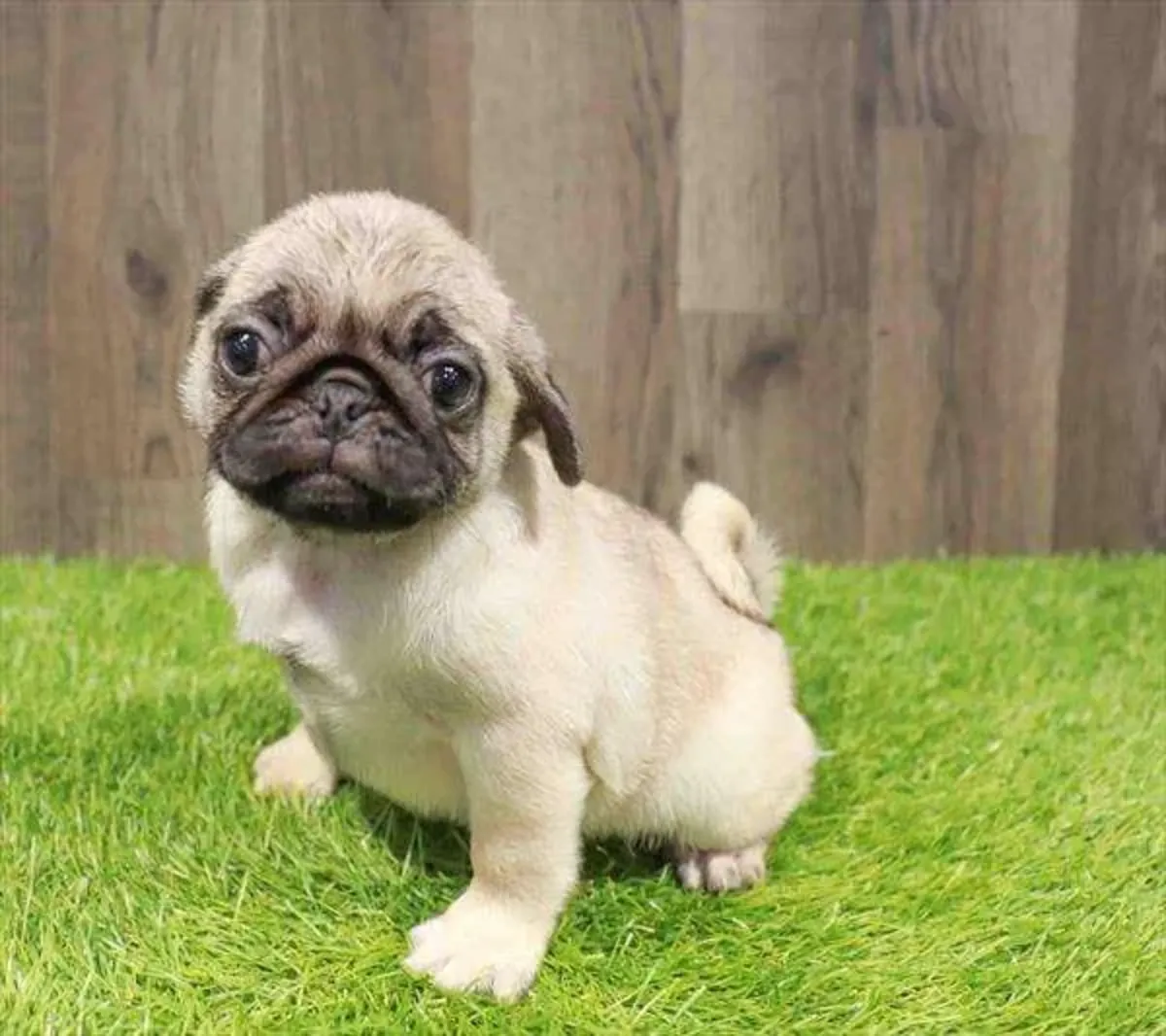 ..,Дарю Щенков Мопса {PUG} Бесплатно Whatsapp (+34)611386992