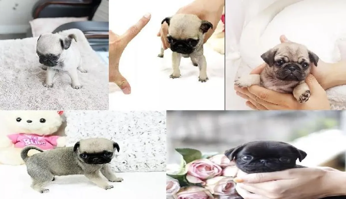 ......Дарю щенков мопса {PUG} Бесплатно Whatsapp (+34)611386992
