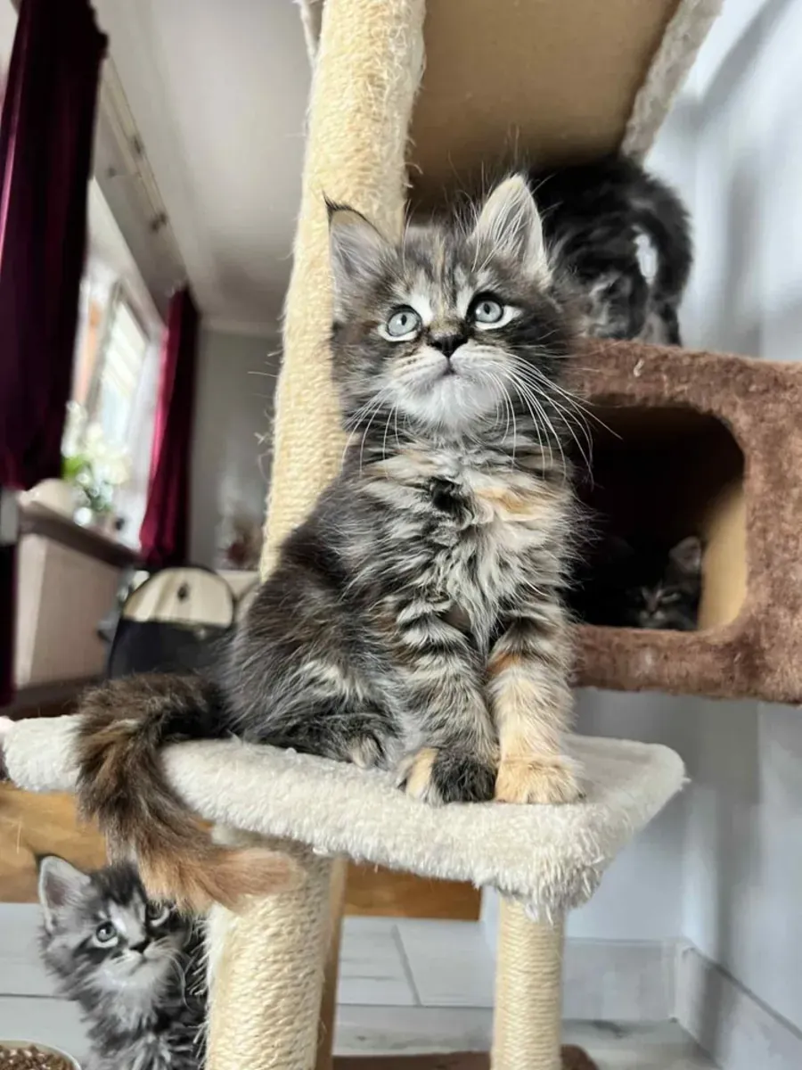 Подарок котята Мейн-кун whatsapp (+34)611386992 ..