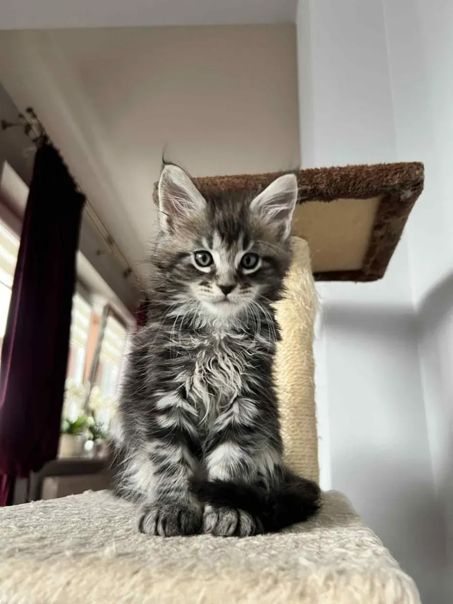 Подарок Котята Мейн Кун whatsapp (+34)611386992