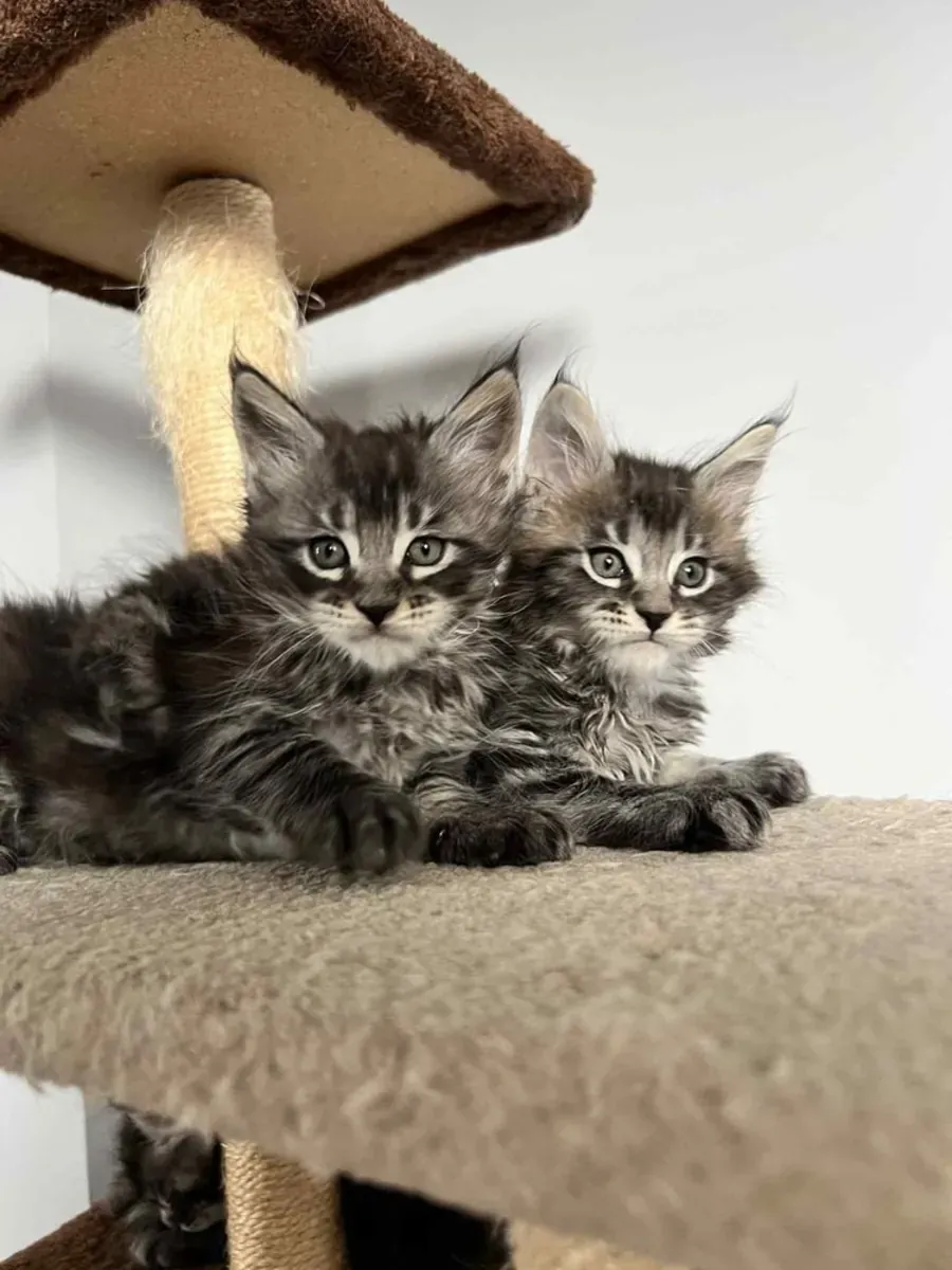 ...;;;Maine Coon Kedi Yavruları Hediye whatsapp   (+34)611386992