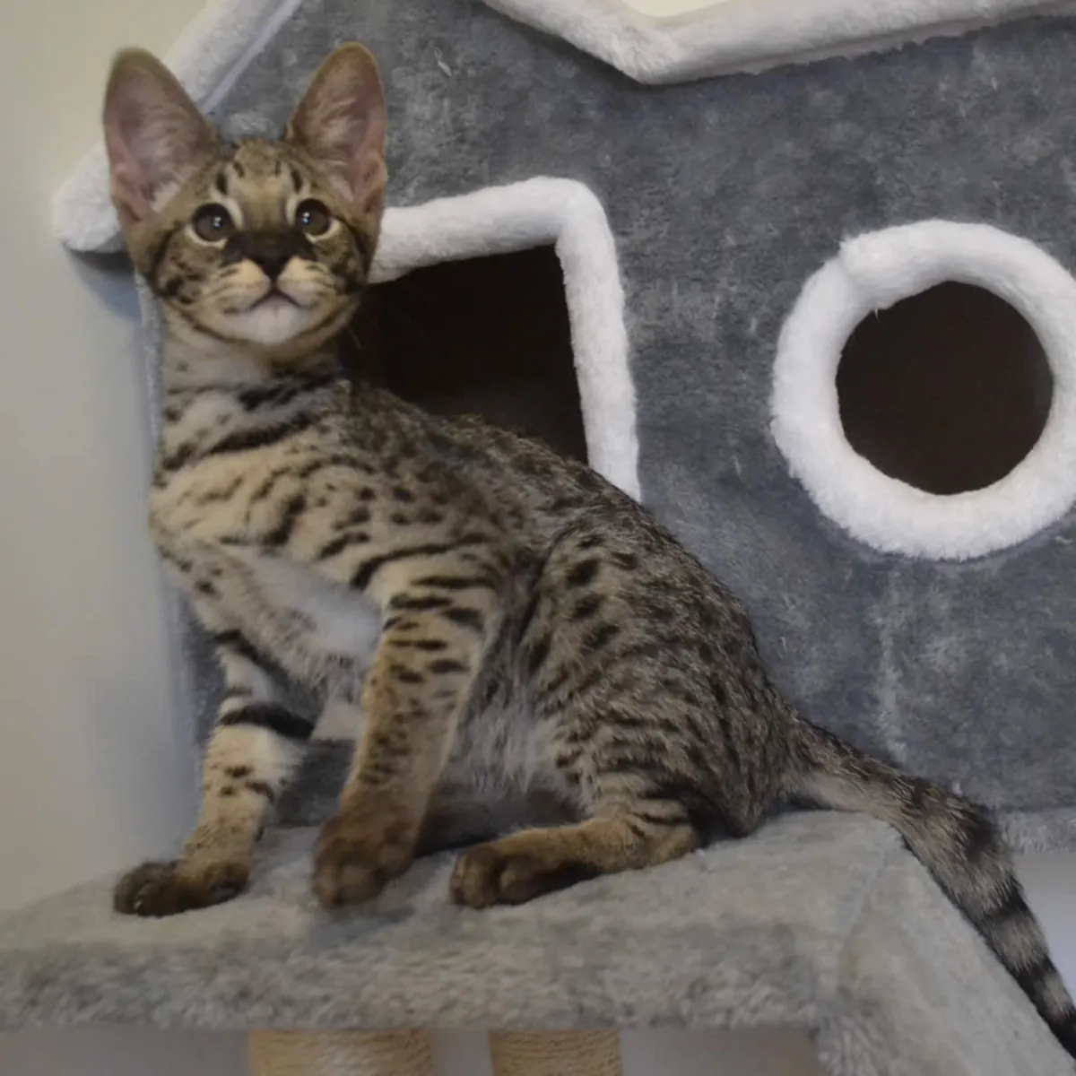 Regalo Gatitos Savannah  whatsapp   (+34)611386992