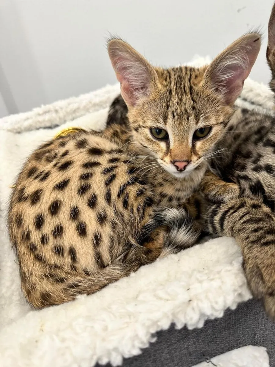 Savannah Kedi Yavruları Hediye whatsapp (+34)611386992 ....