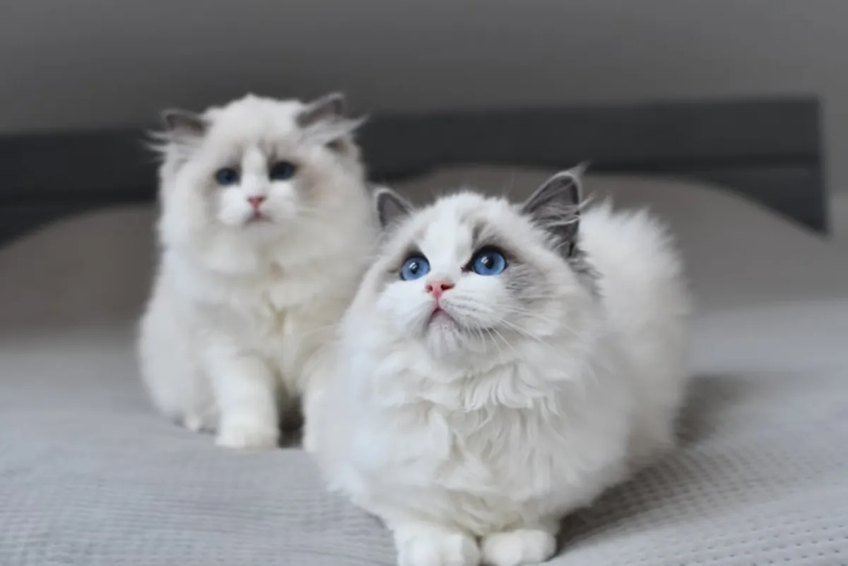 Lovely Ragdoll kittens 