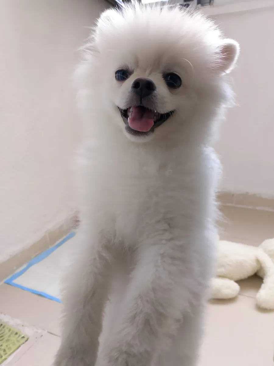 Mignon Pomeranian