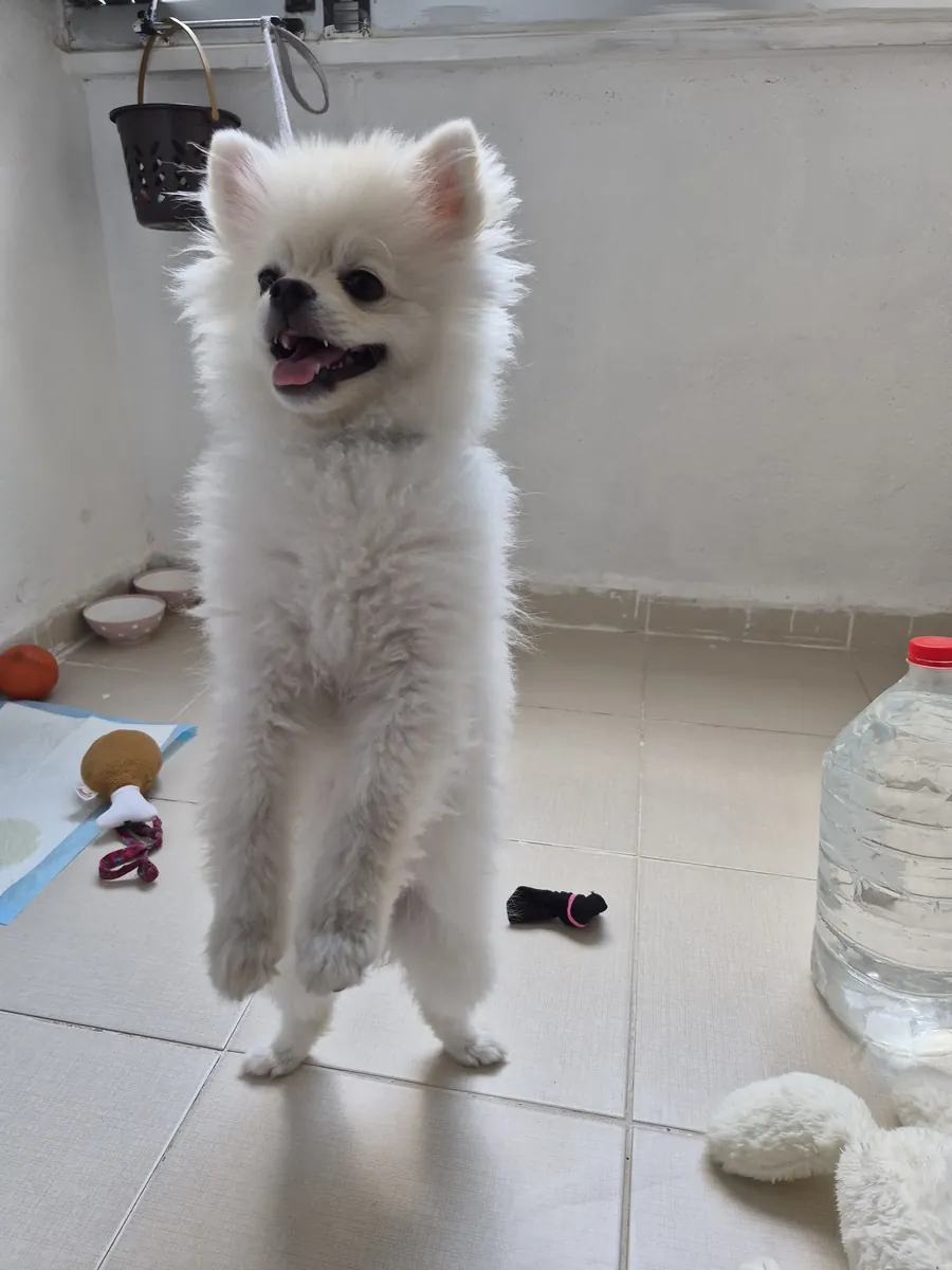 Mignon Pomeranian