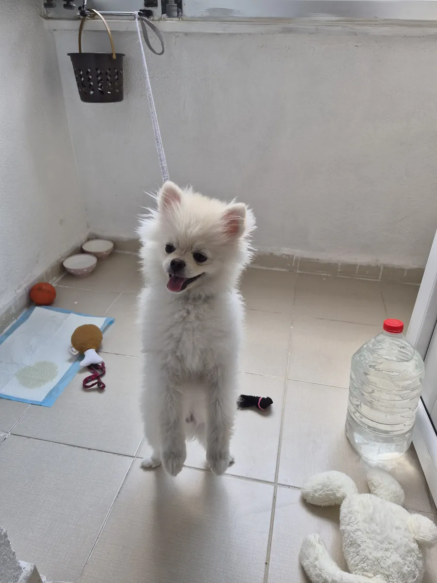 Mignon Pomeranian