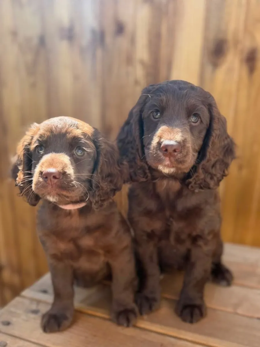 Cachorros de Cocker Spaniel