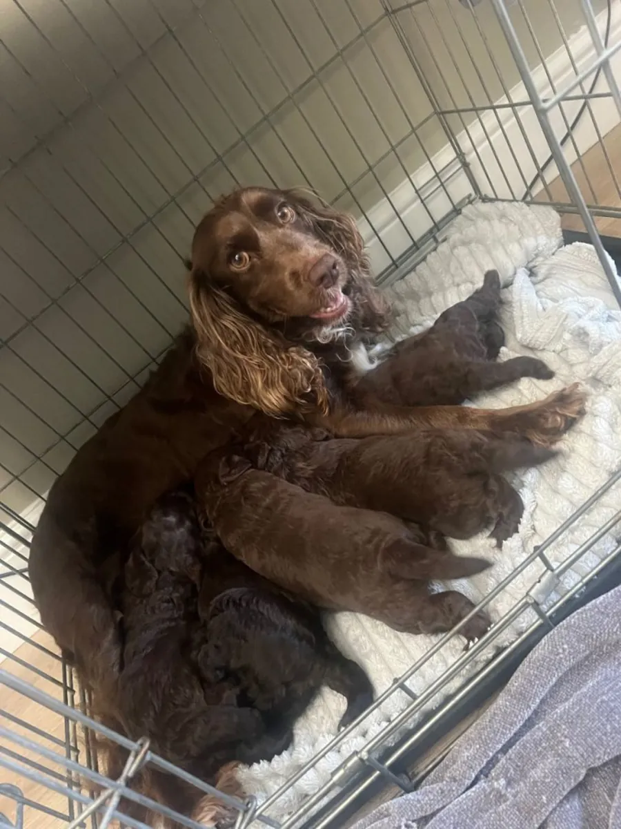 Cachorros de Cocker Spaniel
