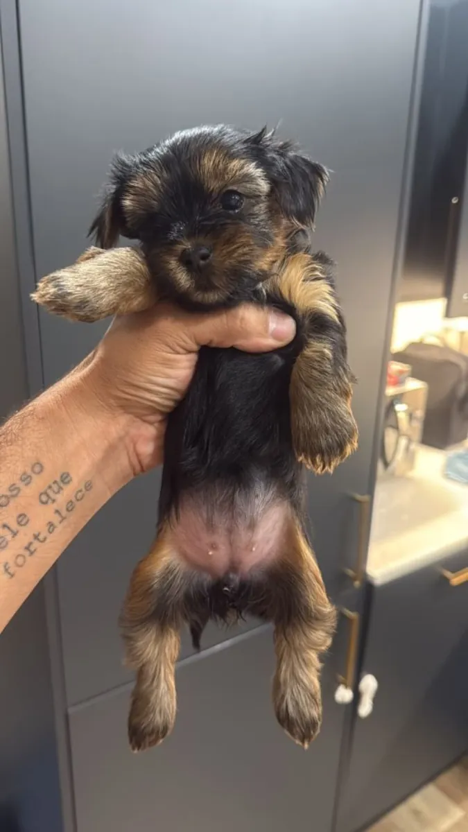 Beaux chiots Yorkshire Terrier
