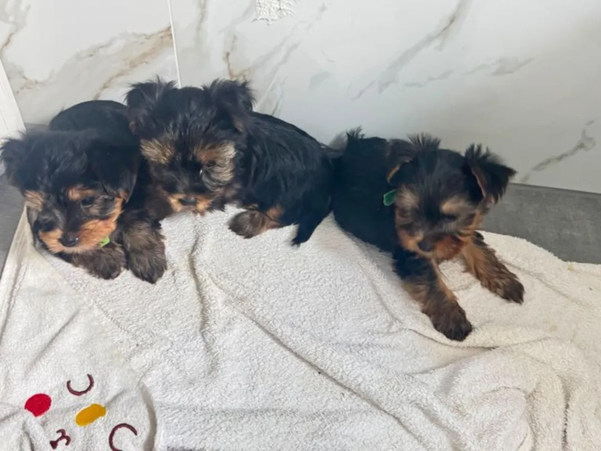 Beaux chiots Yorkshire Terrier
