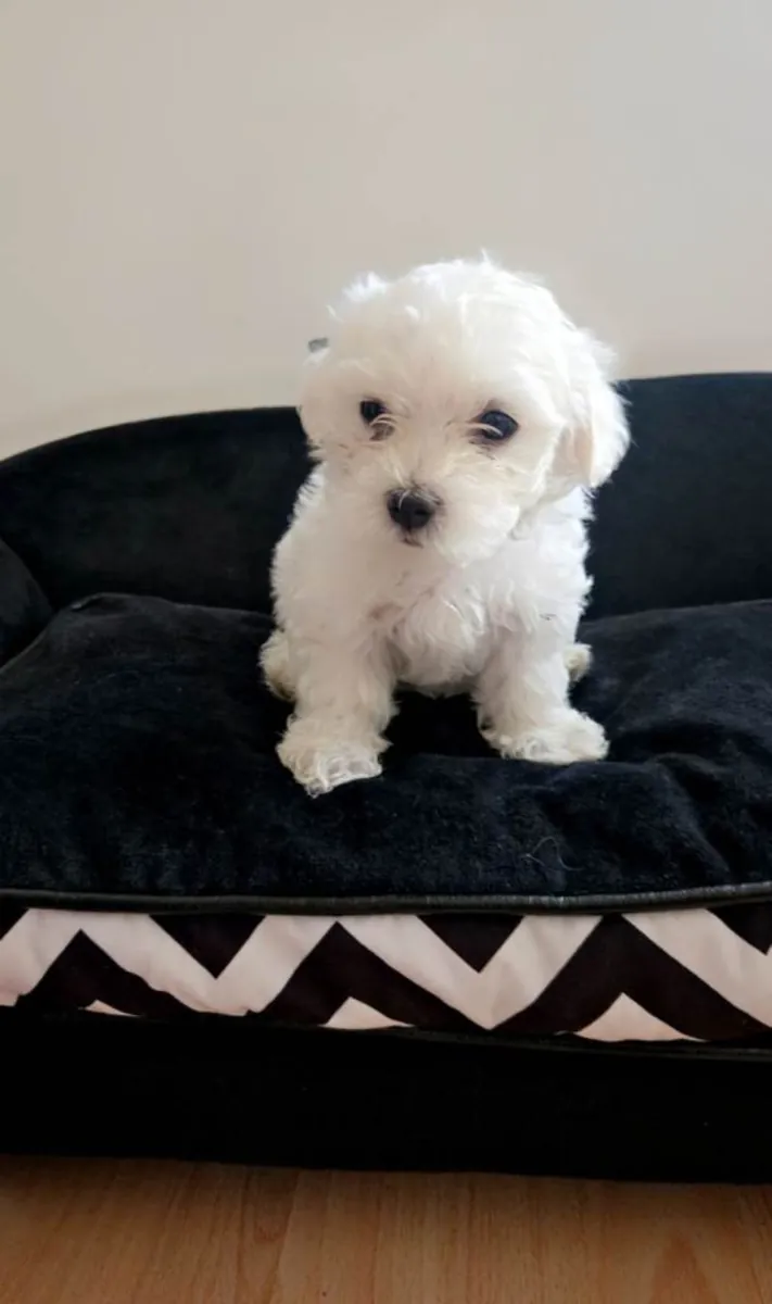 Safkan Maltese Yavruları