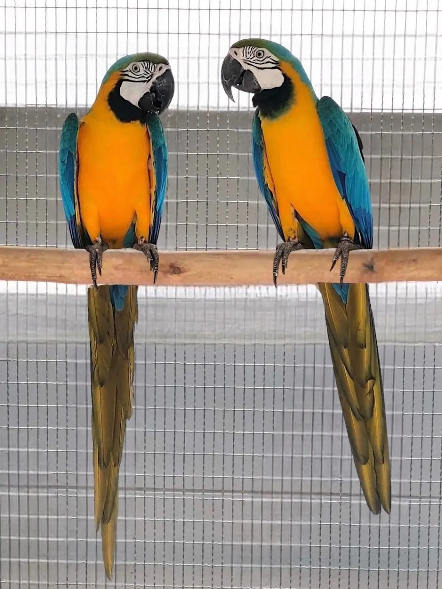 Guacamayos Azul y Dorado con huevos.