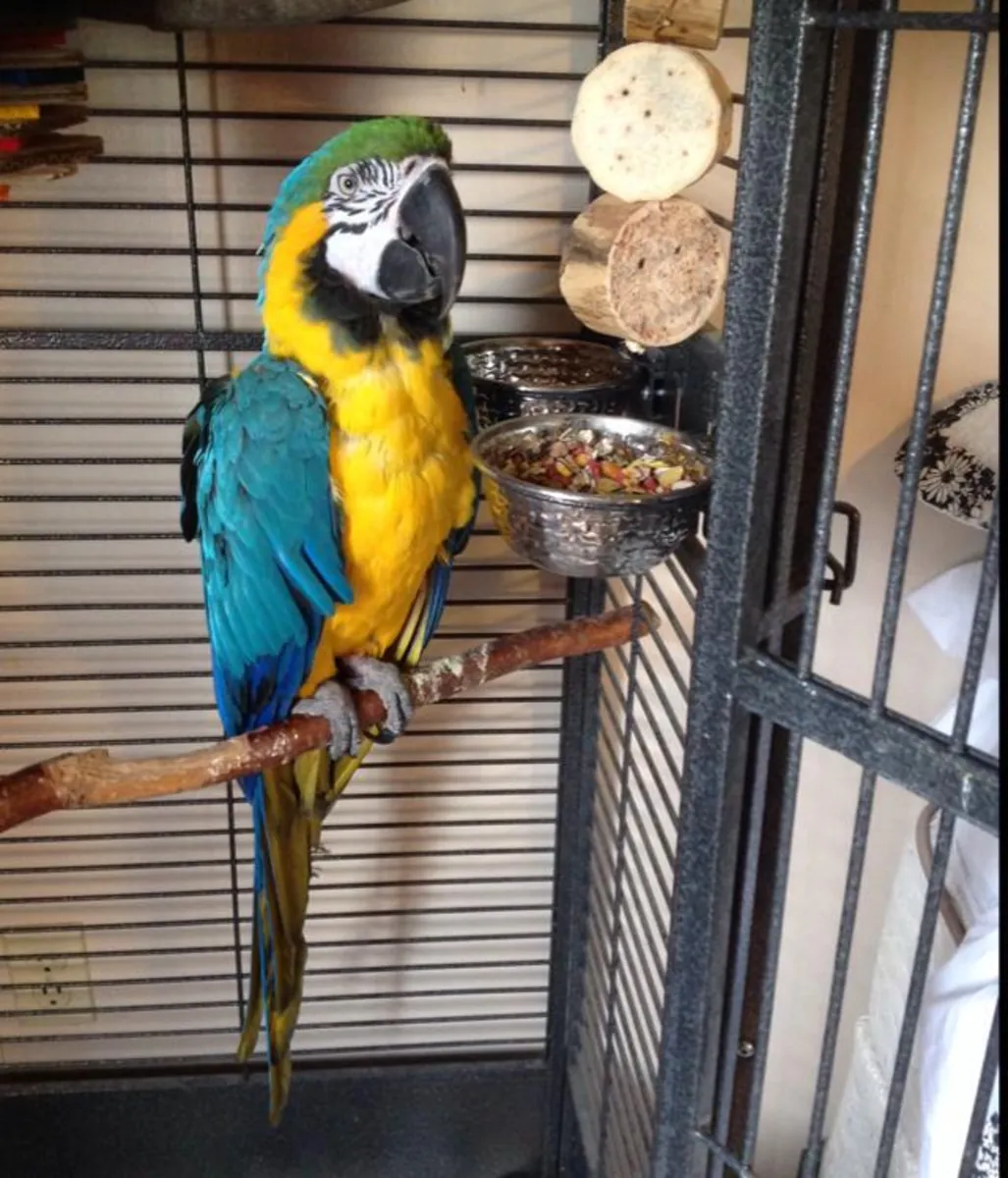 Guacamayos Azul y Dorado con huevos.
