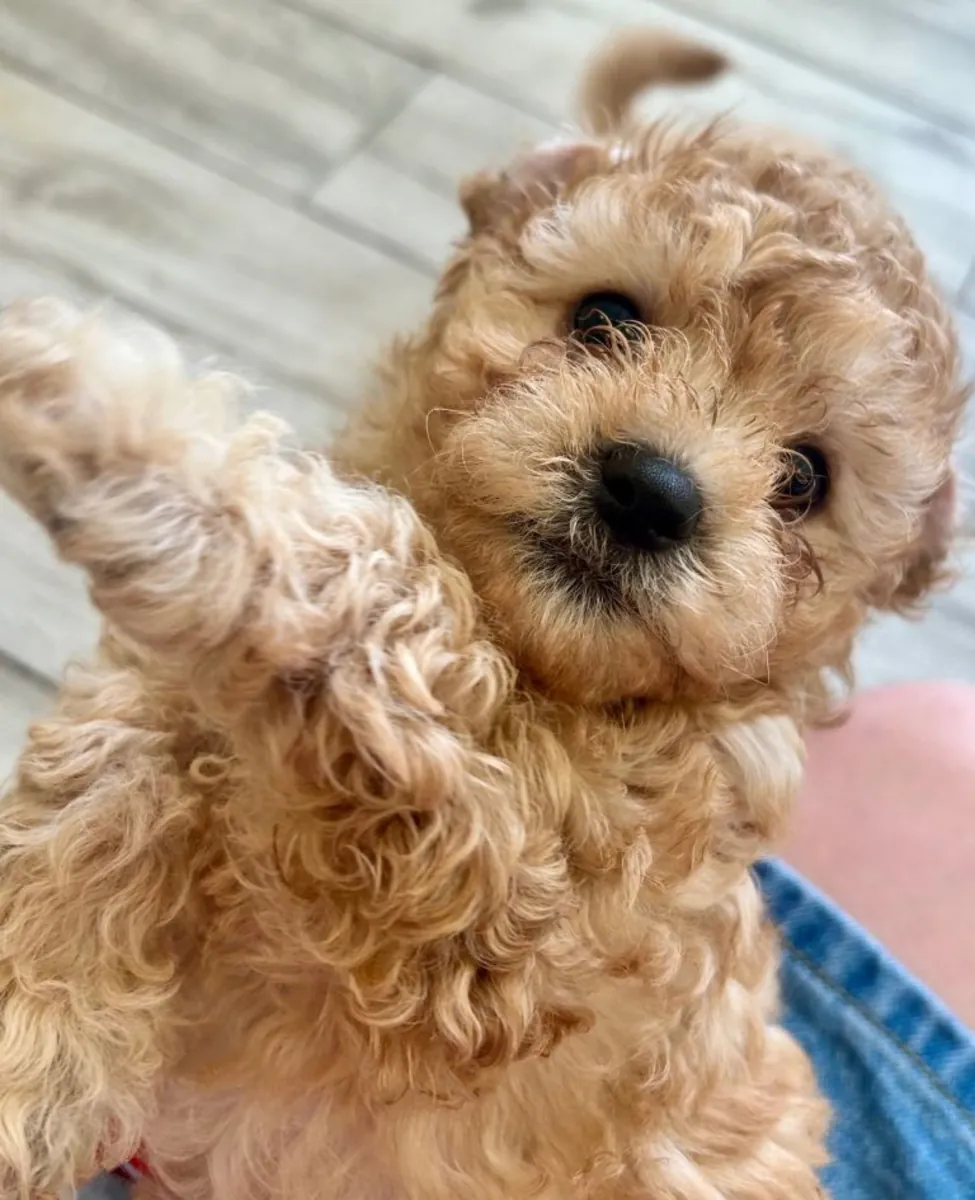 Cavapoochon puppies ready to go to their new home.
