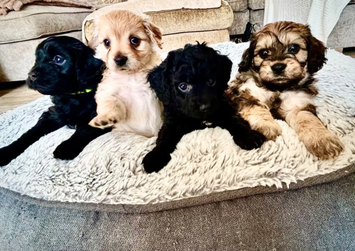 Cavapoochon puppies ready to go to their new home.