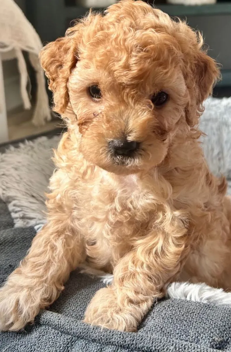 Cavapoochon puppies ready to go to their new home.