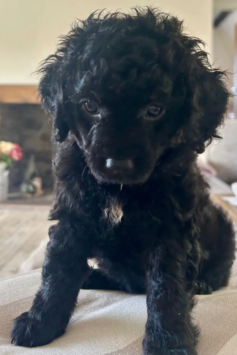 Cavapoochon puppies ready to go to their new home.