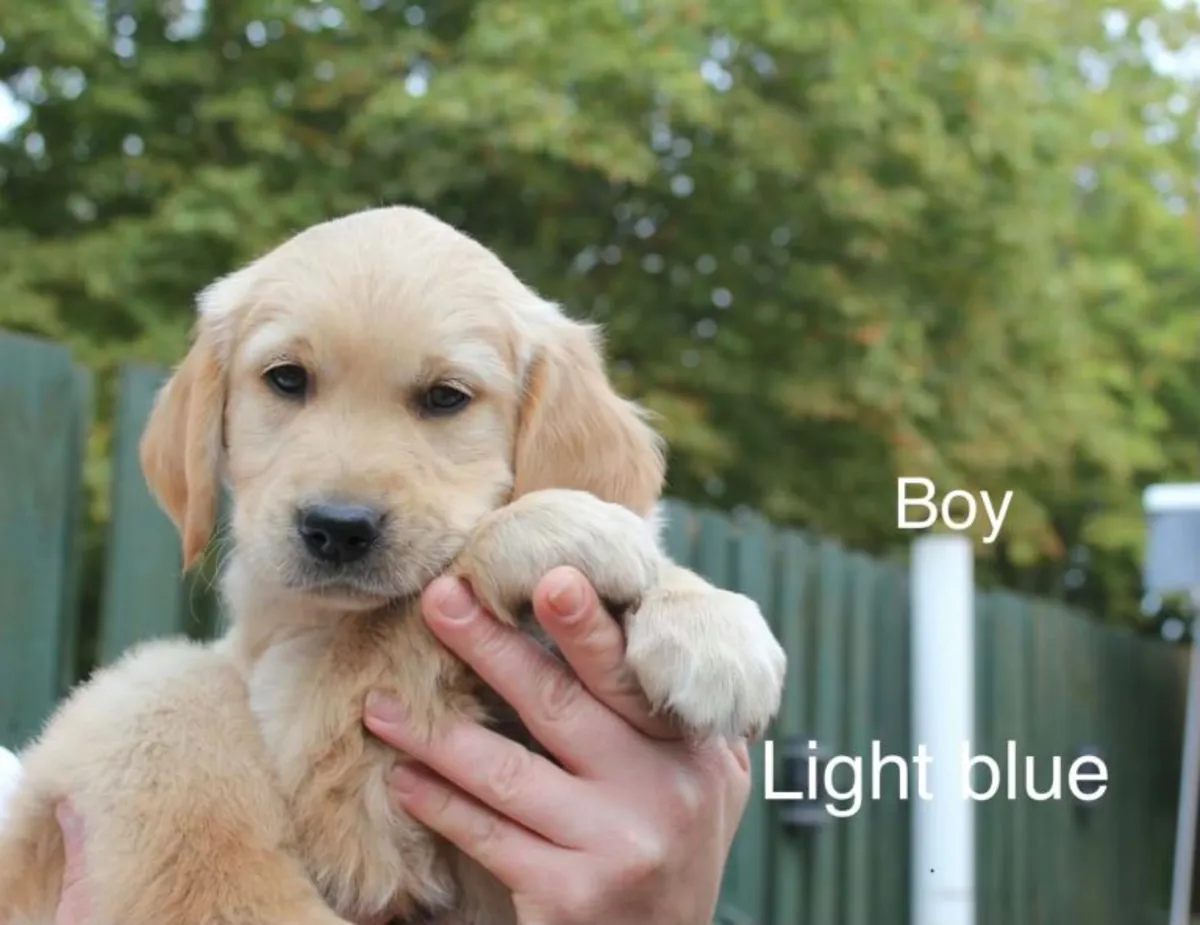 Chiots Golden Retriever