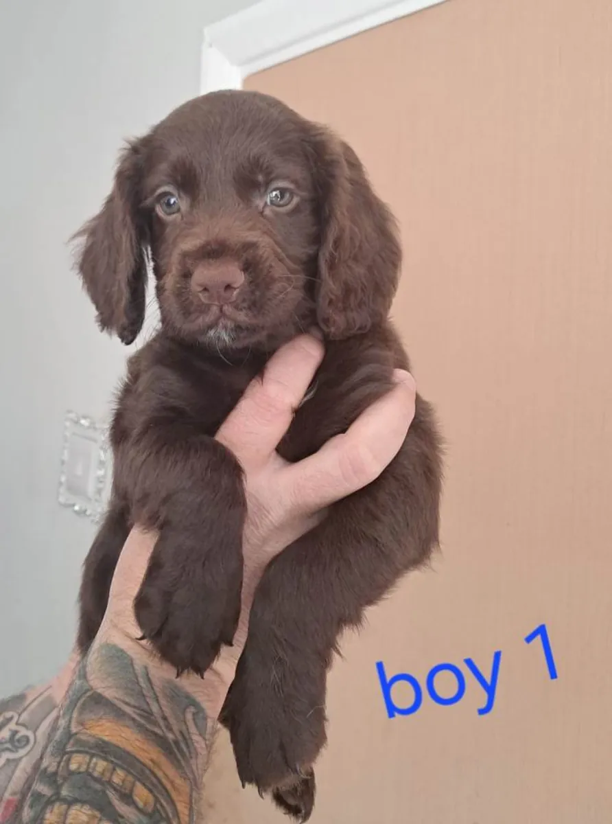 Cocker Spaniel Yavruları