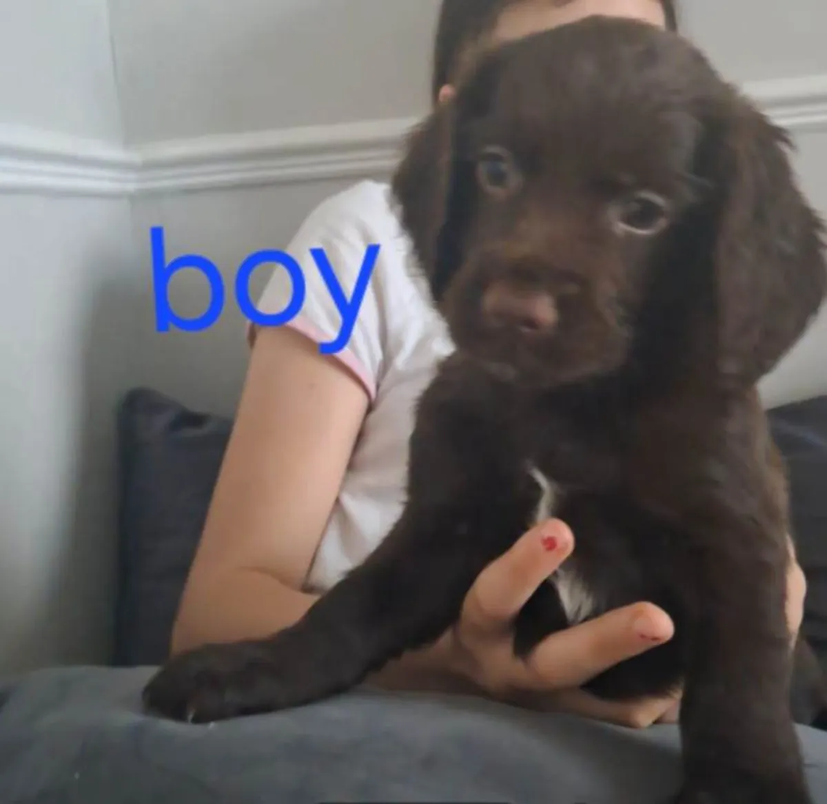 Cocker Spaniel Yavruları