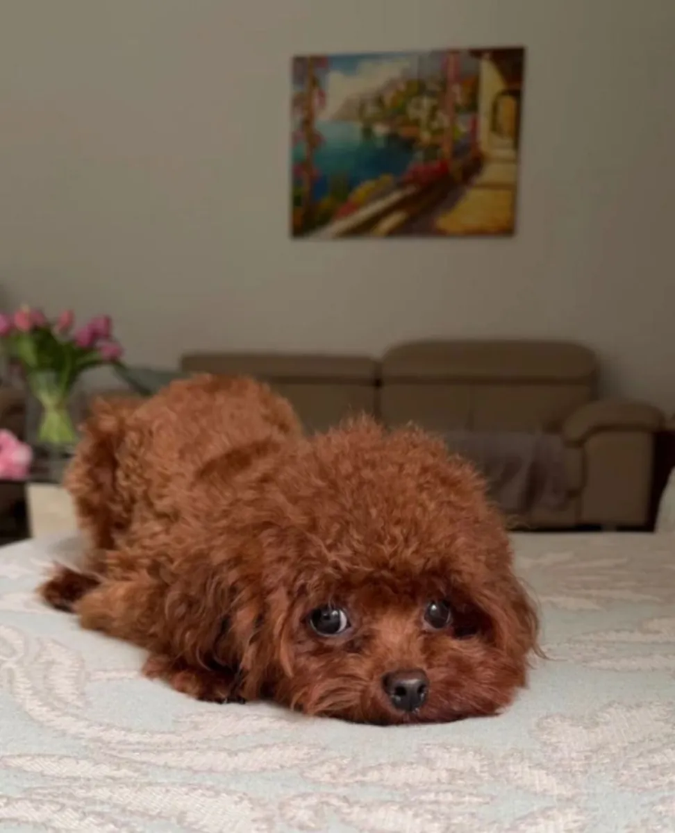 小而可爱的亚洲玩具贵宾犬