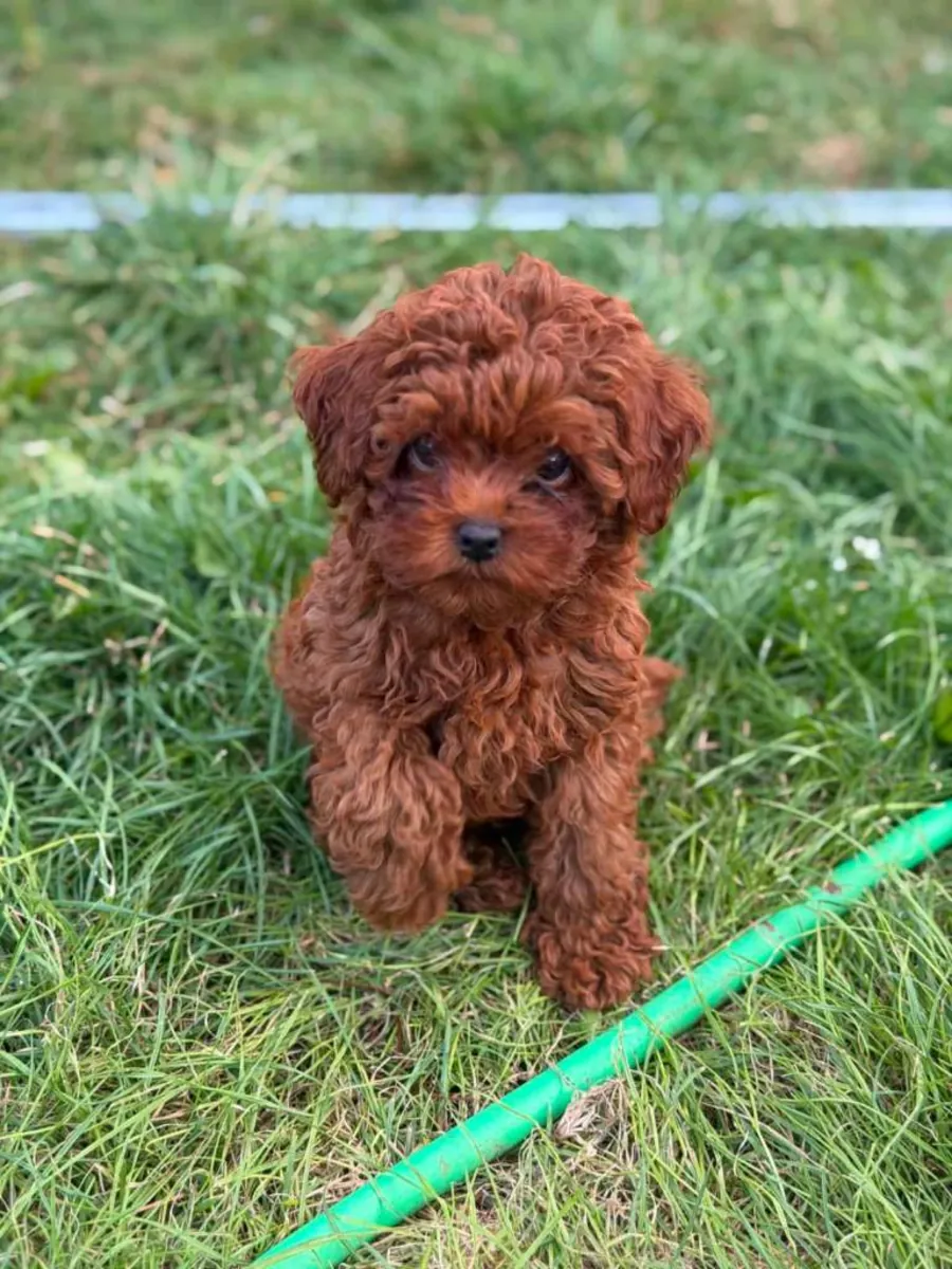 小而可爱的亚洲玩具贵宾犬