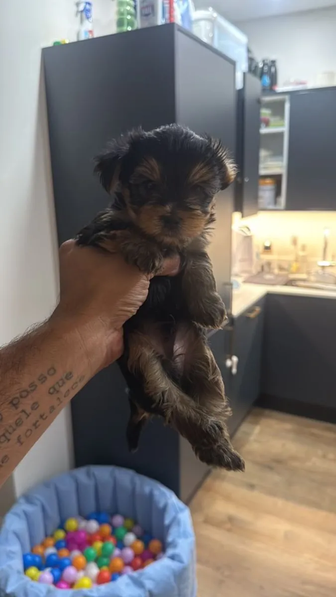 Beautiful Yorkshire Terrier puppies