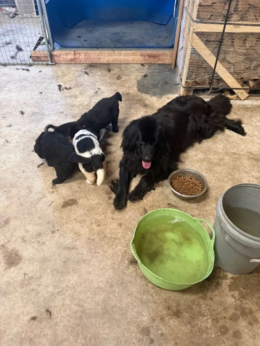 Newfoundland Puppies
