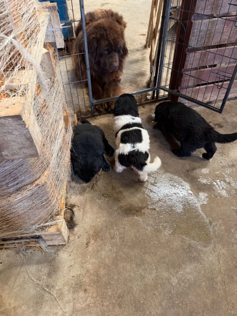 Newfoundland Puppies