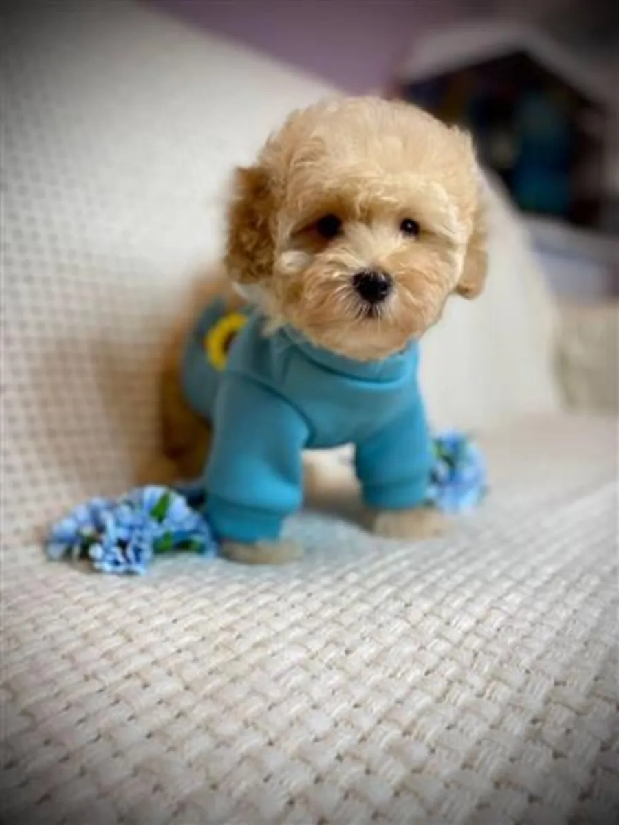 Chiots Maltipoo : 4 femelles et 2 mâles.