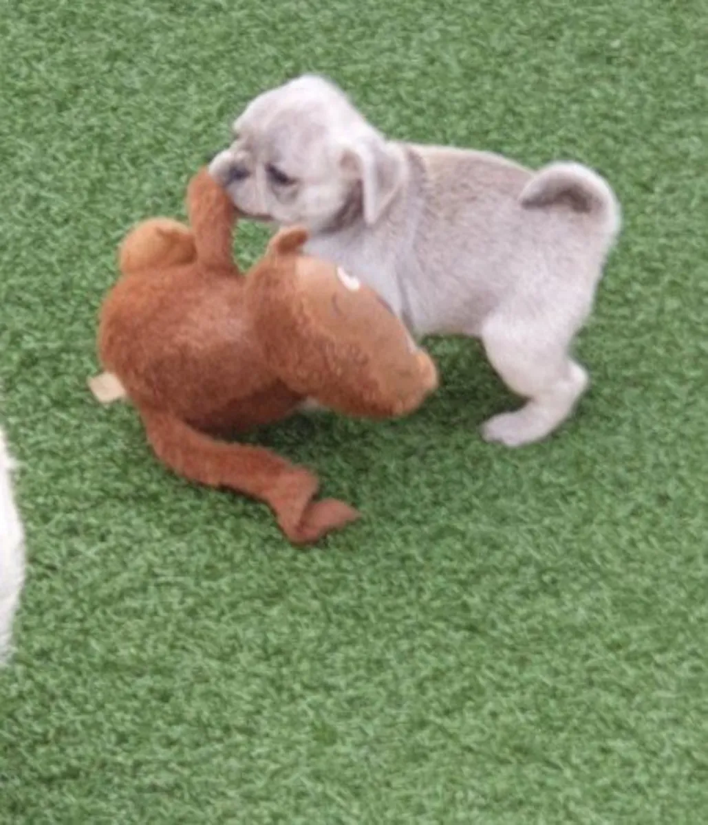 确认注册的巴哥犬幼犬。