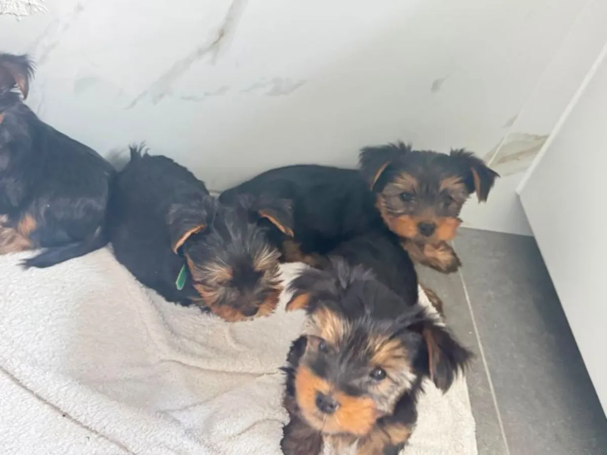 Beautiful Yorkshire Terrier puppies