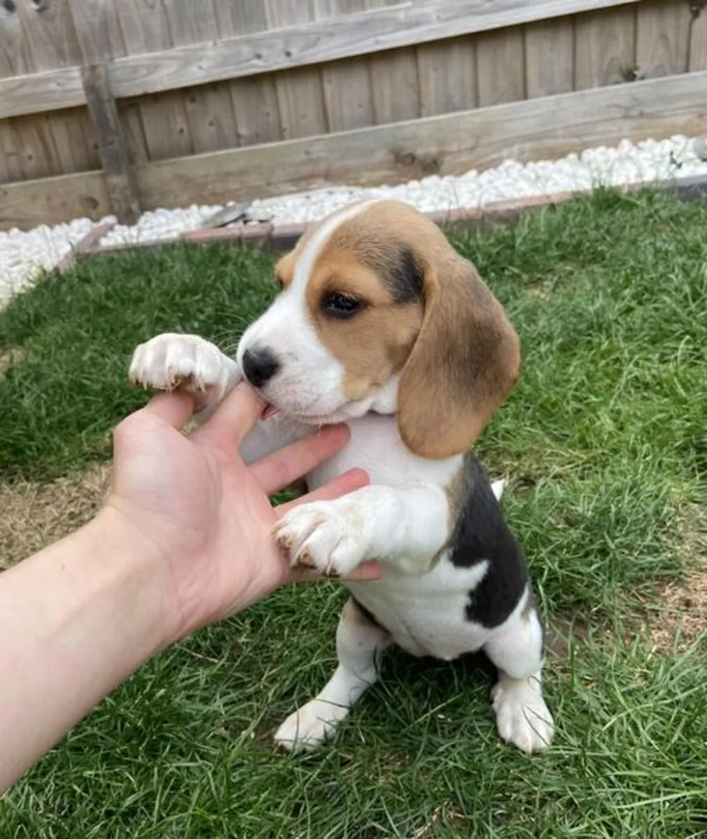 Beagles avec tests de santé.