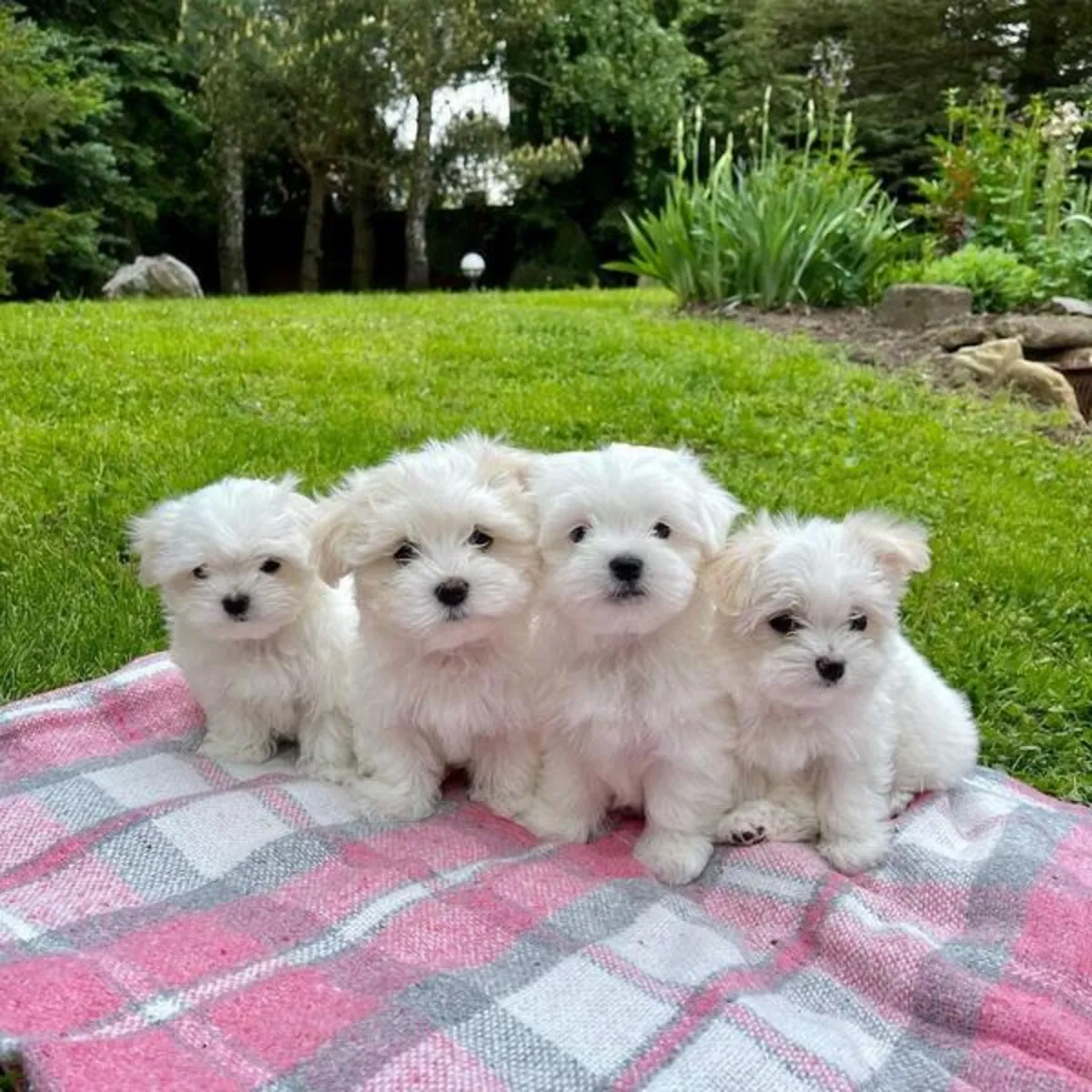 Chiots maltais