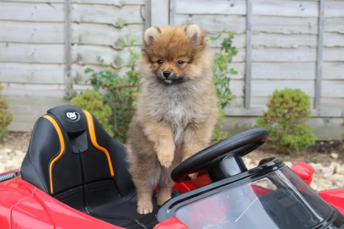 Cachorros Pomerania machos y hembras