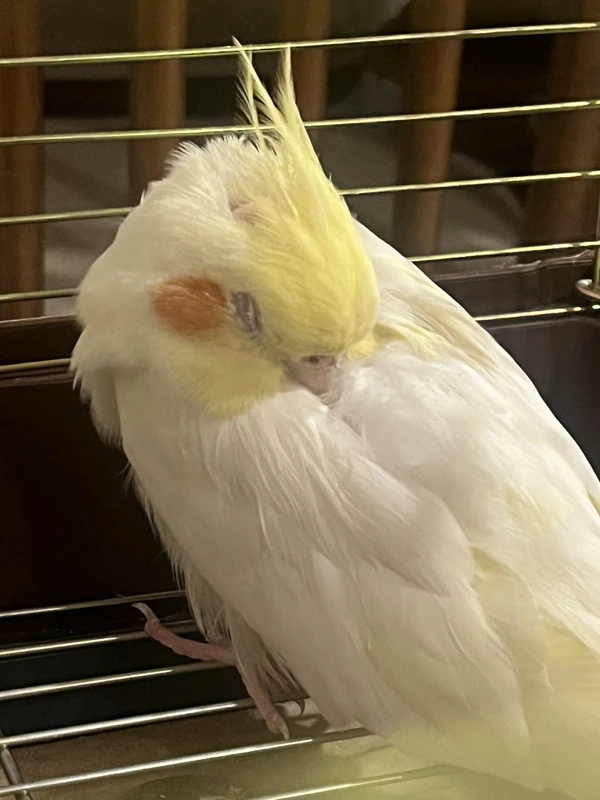 Laxus 