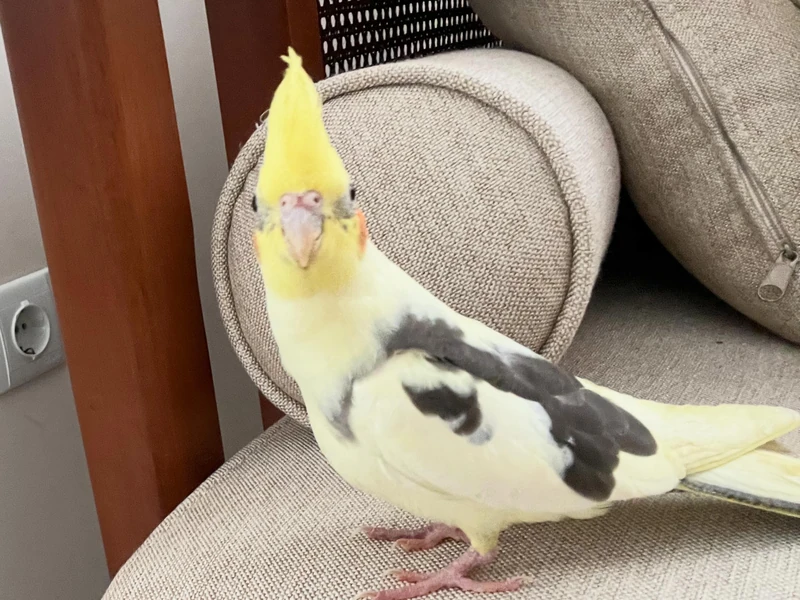 Sanji